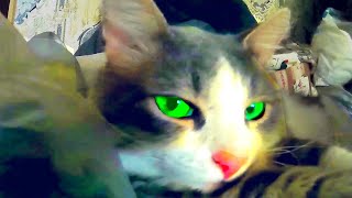 Cat is so happy after had a good sleep by GOOD ALEX 513 views 3 years ago 47 seconds