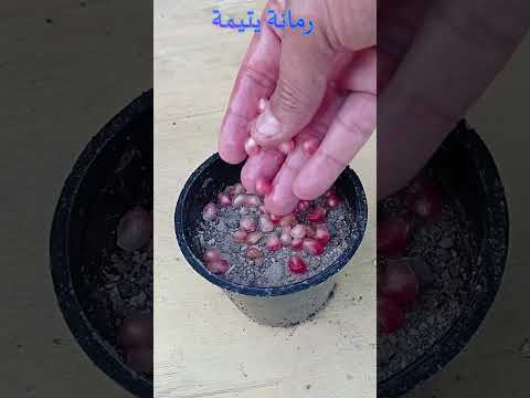 تخيل كم شتلة ممكن تحصل عليها من ثمرة رمان واحدة اا