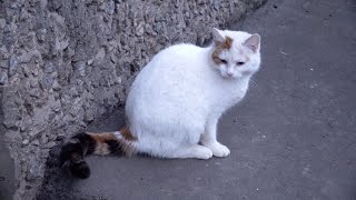 A White Cat Is Sitting In The Basement Window