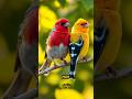 Interesting facts about Finch birds. #finch #animals #birds #shorts