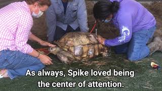 Spike's Journey to Recovery