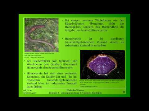 Biologie 8 - Aufgaben & Zusammensetzung des Blutes