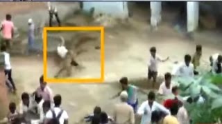 Villagers Kill Stranded Leopard in Gorakhpur | Caught on Camera