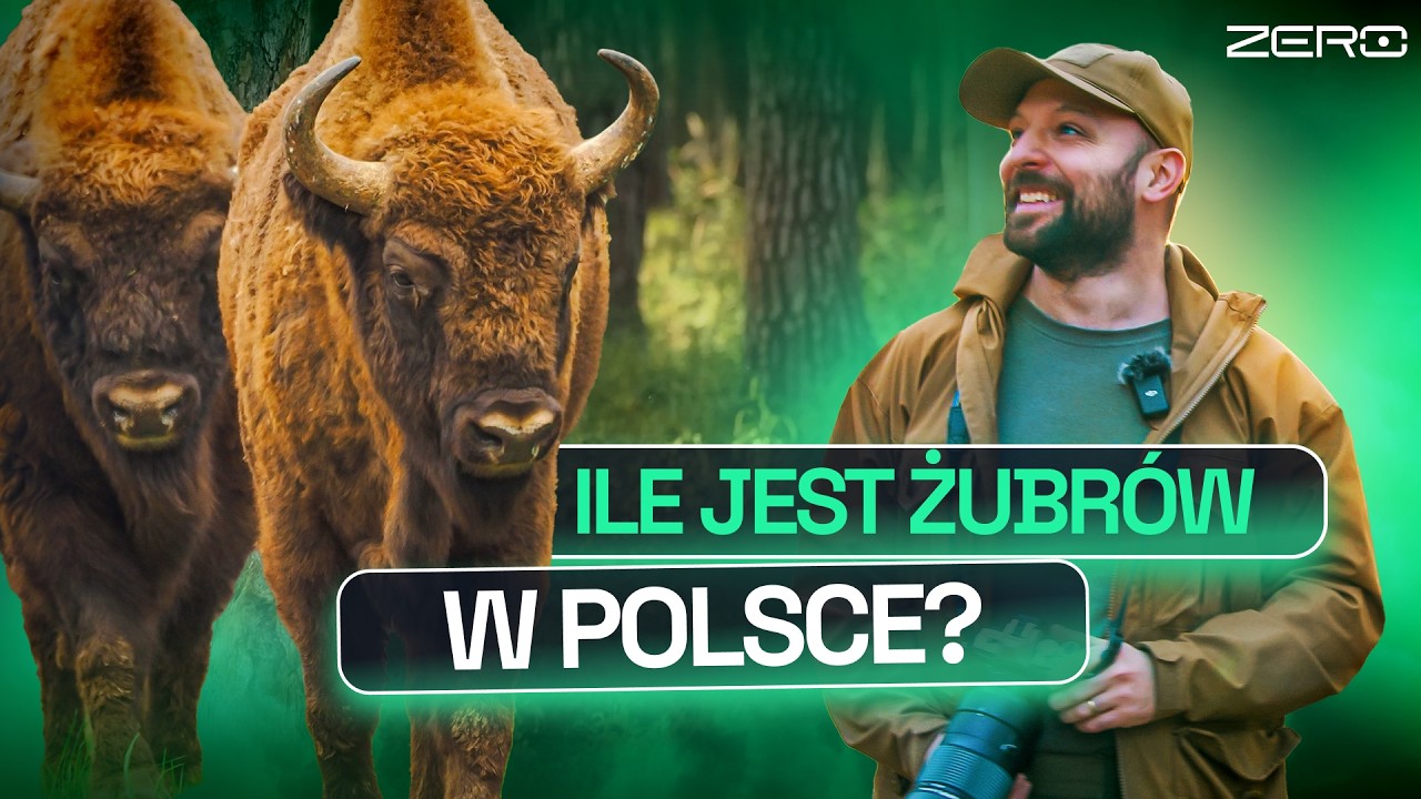 CO CZWARTY ŻUBR TO POLAK. I DLACZEGO NASZ ŻUBR JEST LEPSZY OD… NAZISTOWSKIEGO? | GATUNEK ZERO #55