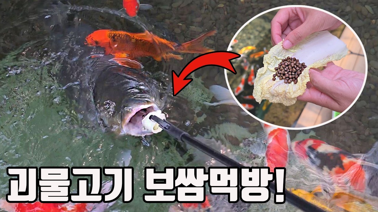연못 괴물고기 초어에게 보쌈 보양식을 먹여봤습니다! (ft.물고기 보쌈먹방 ㅋㅋ)
