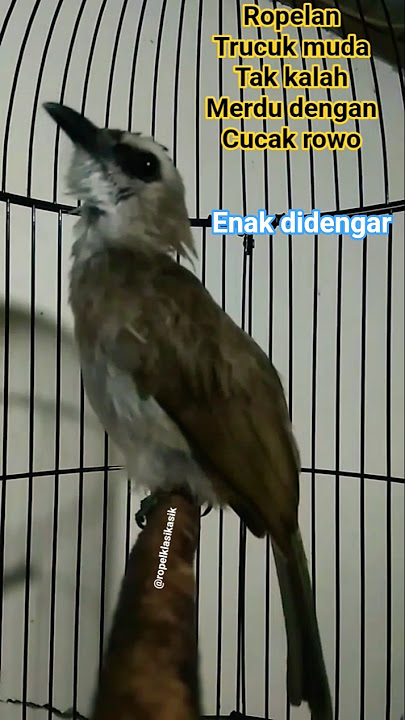 ropelan trucuk muda hutan ini tidak kalah merdu dengan ropelan cucak Rowo. #ropel #gacor #syahdu