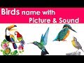 Birds Name in Hindi | Birds Name with Pictures in English | Birds Name for Kids | Birds Name List