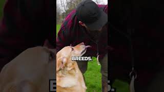I Love To Train This Dog Breed
