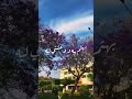 عمرو دياب حبيت يا قلبي عمرو دياب حبيت يا قلبي