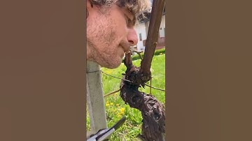 Có thể uống nhựa nho sau khi cắt cành 😅 #grape #nho #nhoninhthuận #anhhainho