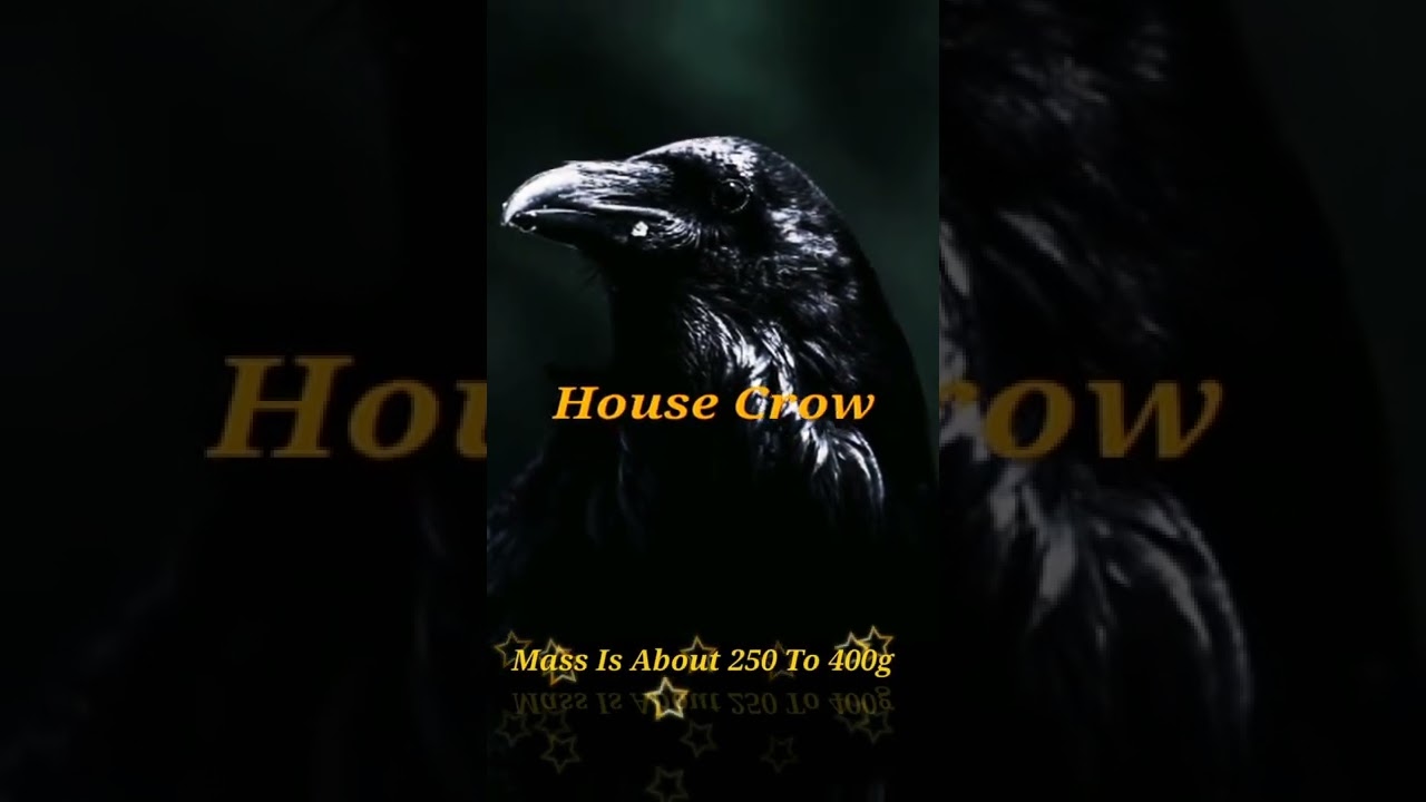 Mass Of House Crow | 