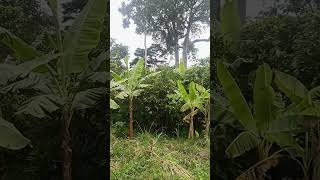 Techniques to Combat Climate Change:The Power of Indigenous Knowledge.