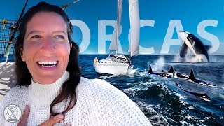 Sailing Offshore Orcas Approach our Boat!! | A&J Sailing