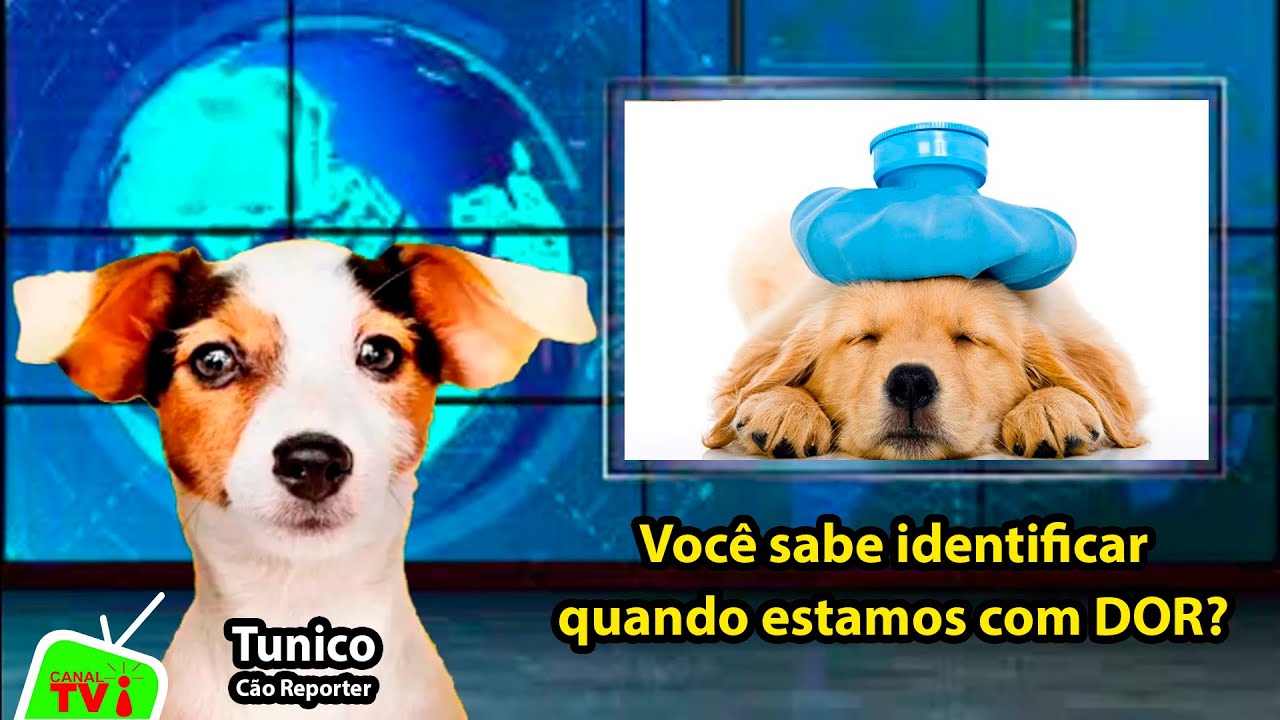 CANAL TVi Animal - Você sabe identificar quando estamos com DOR?