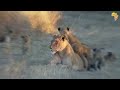 CUTE LION CUBS playing in the morning with their mom