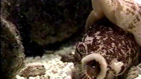 Cone Snail Eating Fish