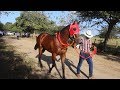 Horse racing  carreras de caballos    palotal arenal bolvar  colombia 22 dic 2018