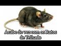 COMO ACABAR COM RATOS DE TELHADOS E MATOS