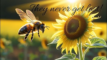 The Secret of How Bees Find Their Way Home