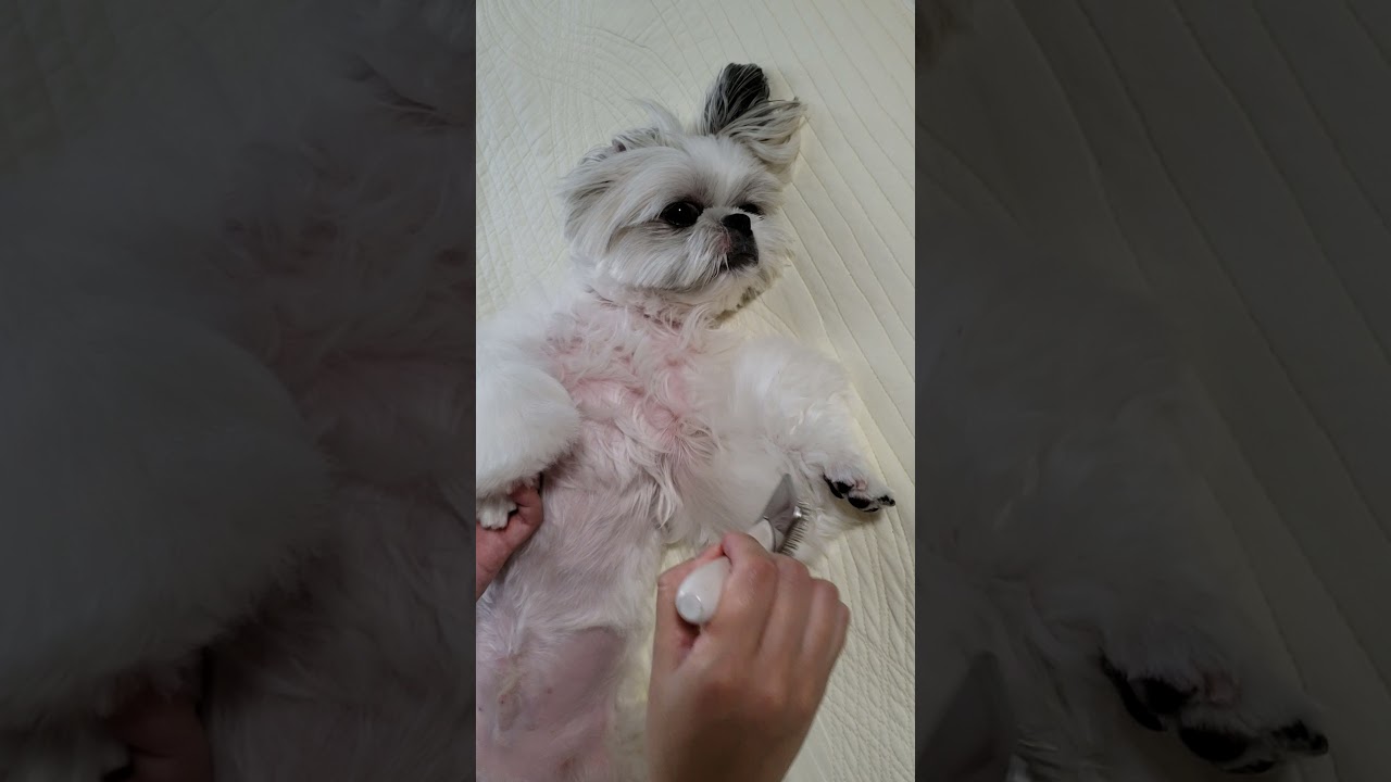 シャンプーハットでエリザベスカラーを作ってみた ししまる 0084 Youtube