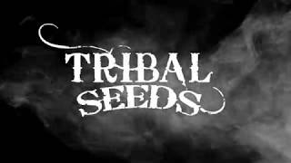 New Music! Tribal Seeds - Gunsmoke (Demo)