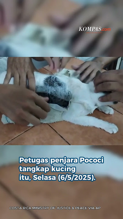 Kucing Putih Mendadak Jadi 'Kurir Narkoba', Bawa Paket Misterius Masuk Penjara