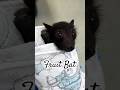 Fruit bat #fyp #youtubeshorts #animals #cute #bats #fruitbat #facts #viral