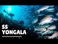 Scuba Diving the SS Yongala in Queensland Australia - Travel Vlog