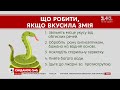 Наскільки небезпечні змії в Україні і що робити у випадку укусу