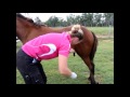 Horse castration standing by dr louise cosgrove equine vet