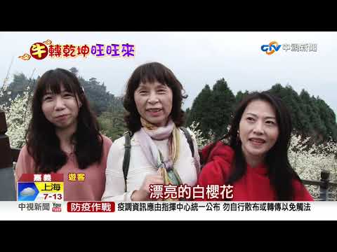 美!寒溪呢白櫻綻放 滿樹雪白如置身仙境│中視新聞 20210210
