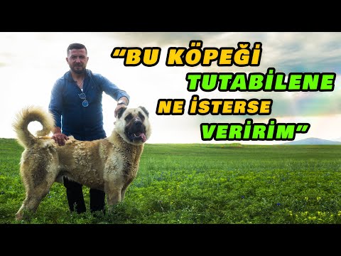 Dev Köpek Herkül Yayın Esnasında Tasmasını Koparttı! - Kesto Metin 2. BÖLÜM