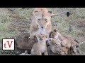 Adorable litter of NINE baby lion cubs climbing all over their mothers - Masai Mara, Kenya