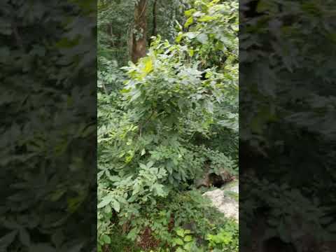 Horwitz Patc Cabin Youtube