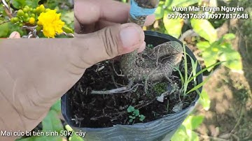 Mai cúc bi tiên sinh giống chuẩn giá rẻ 50k/ cây . 5 cây bao ship.  📲 0979217639 (13/05)