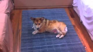 Corgi Post Bath Ritual