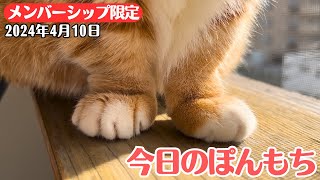 【特別公開】この動画は4月10日にメンバー限定で公開した動画です