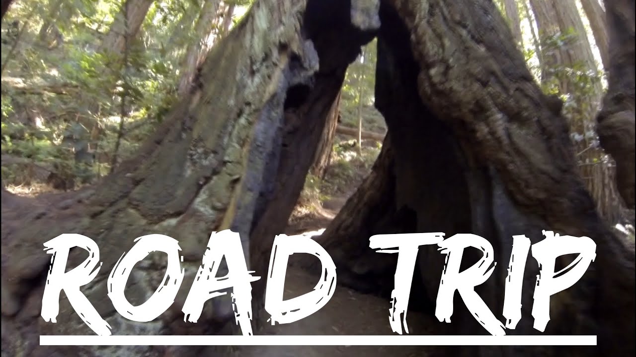 PCH Road Trip Travel Vlog | Walking Through Trees