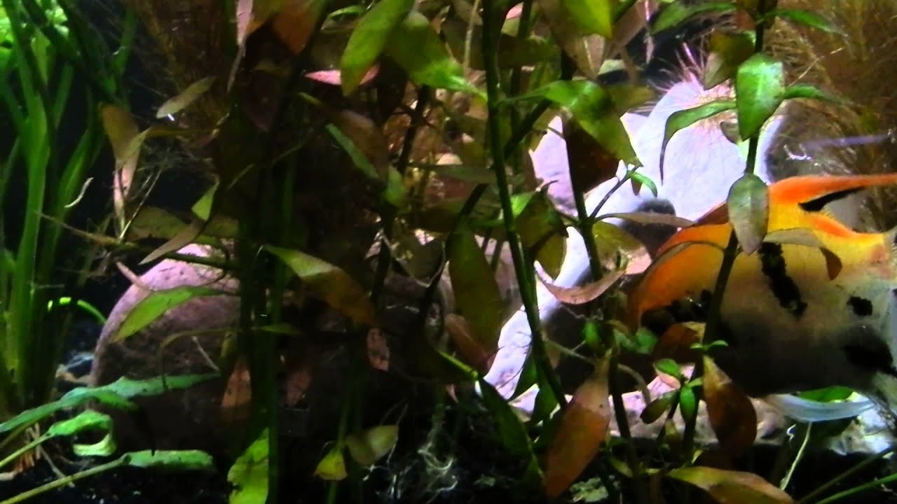 Bristlenose Pleco In Cave Youtube