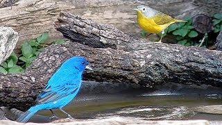 Beautiful birds:  An indigo bunting and 2 Nashville warblers