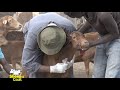 Helping farmers test and detect disease outbreak in sheep and goats - part 1