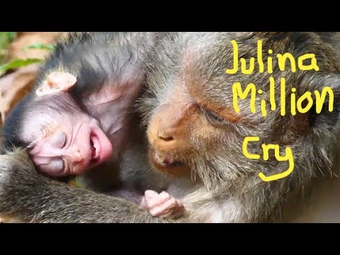 Million Crying&Hurt Baby Julina-Mother Jade Monkey Fight&Bite Seriously on Julina|Baby Monkey Post