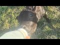 Feeding the calf!❤️