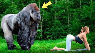 Эта история шокирует весь мир! Вот что горилла делает с туристом в джунглях