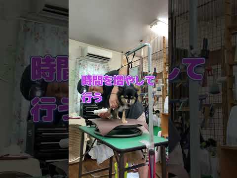 爪おじshorts 20250701  #dog #チワワ #ロングコートチワワ #ペキニーズ #shorts