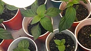 3-21-12 - Weekly Pepper Update
