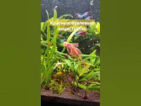 Красные вуалевые анциструсы #анциструс #аквариум #аквариумистика #рыбки ...