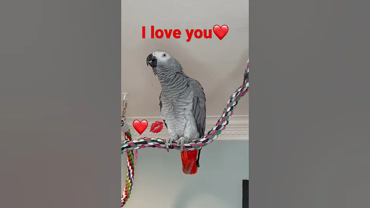 Symon the African Grey Parrot says give me a big kiss and I love you #talkingparrot #cag #birds #my