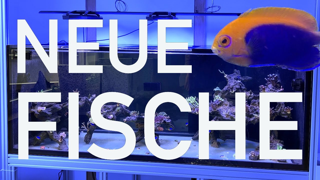 FISCHE, CLEANINGCREW und KORALLEN! Viele neue Tiere für mein 1000L