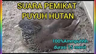 suara burung puyuh Hutan paling jernih